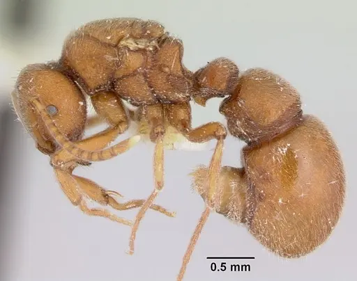 Proceratium compitale specimen