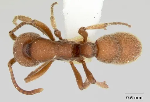 Proceratium compitale - CASENT0172586