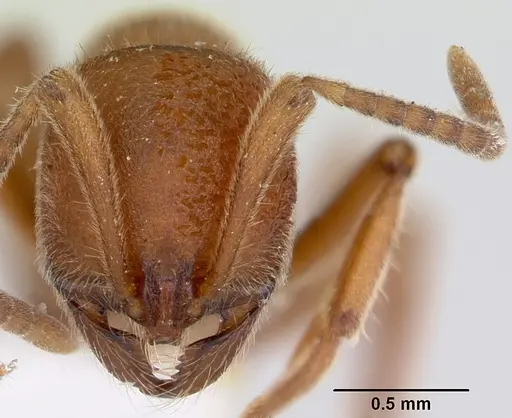 Proceratium compitale - CASENT0172586