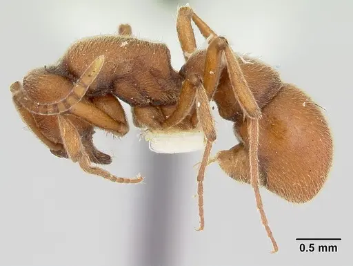 Proceratium compitale - CASENT0172586