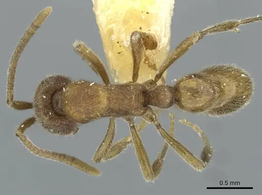 Proceratium confinium specimen