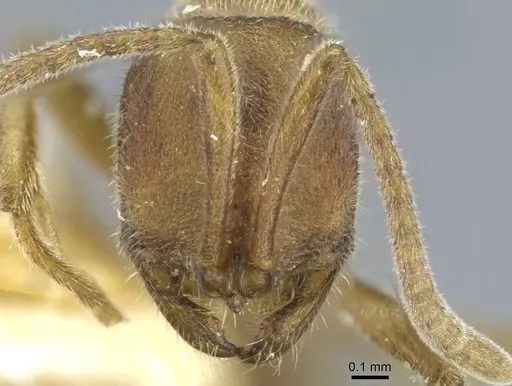 Proceratium confinium specimen