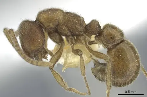 Proceratium confinium specimen