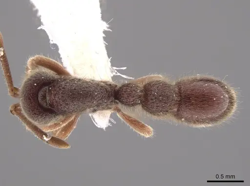 Proceratium convexiceps specimen