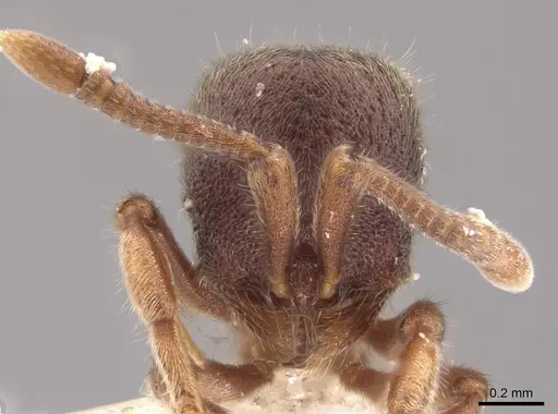 Proceratium convexiceps specimen