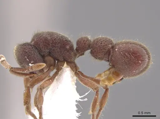 Proceratium convexiceps specimen