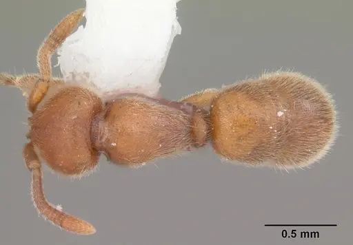 Proceratium crassicorne specimen