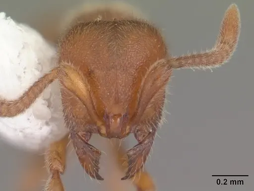 Proceratium crassicorne specimen