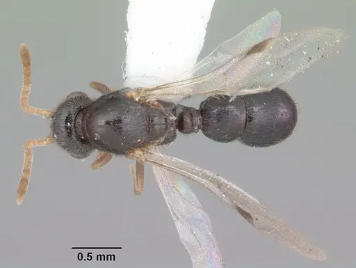 Proceratium crassicorne - CASENT0104437