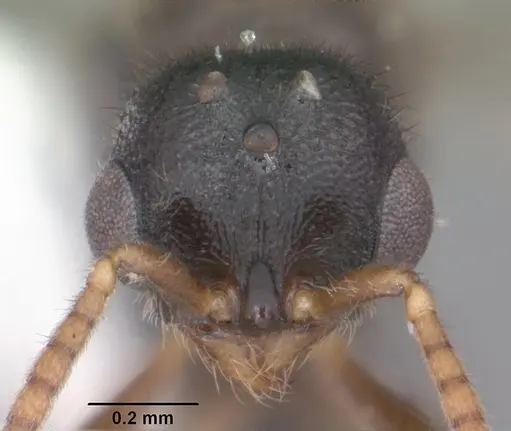 Proceratium crassicorne - CASENT0104437