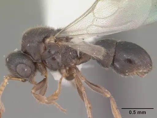 Proceratium crassicorne - CASENT0104437