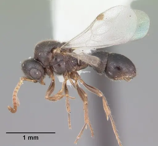 Proceratium crassicorne - CASENT0104437