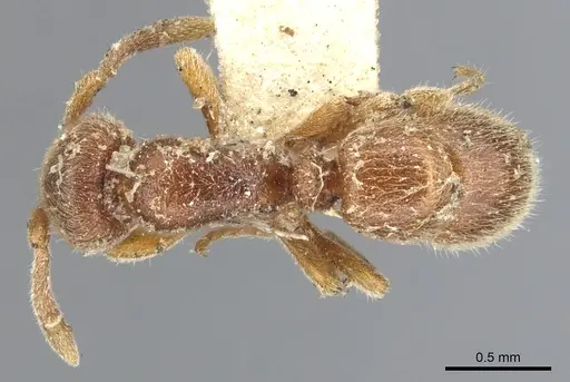 Proceratium crassicorne - CASENT0903852