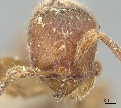 Proceratium crassicorne - CASENT0903852