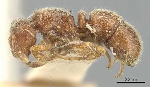 Proceratium crassicorne - CASENT0903852