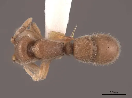 Proceratium crassicorne - FMNHINS0000057119