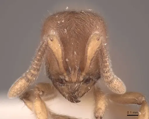 Proceratium crassicorne - FMNHINS0000057119