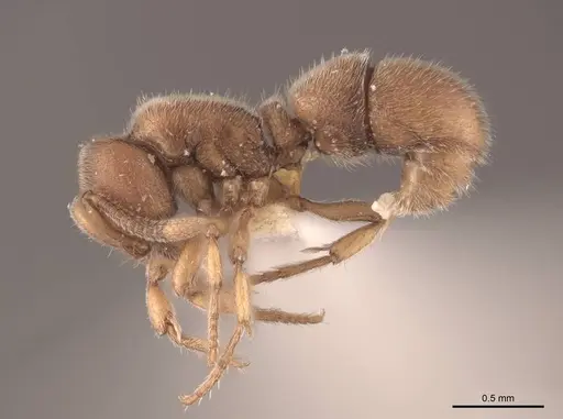 Proceratium crassicorne - FMNHINS0000057119