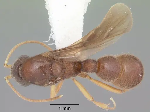 Proceratium creek specimen