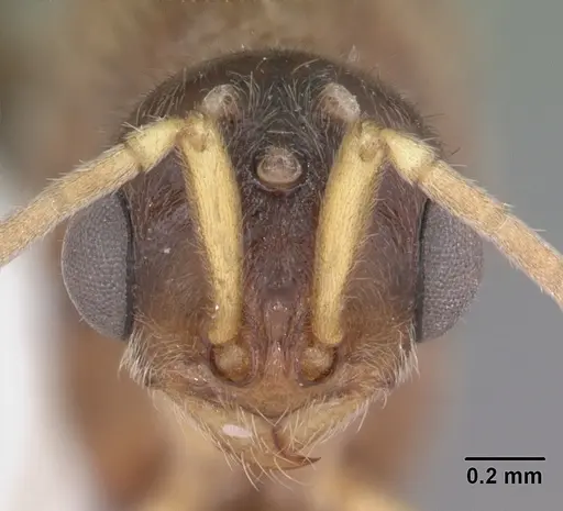 Proceratium creek specimen