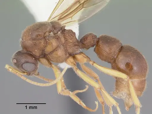 Proceratium creek specimen