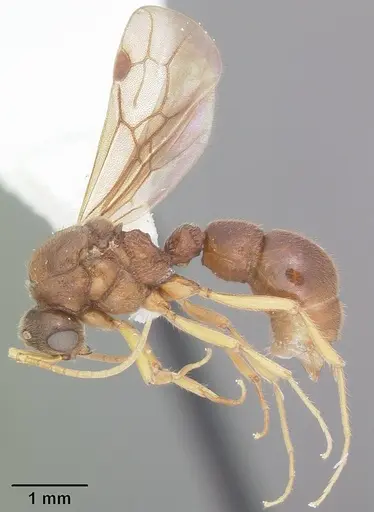 Proceratium creek - CASENT0104438