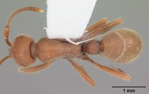 Proceratium creek - CASENT0104439