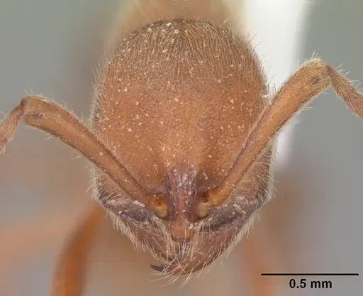 Proceratium creek - CASENT0104439