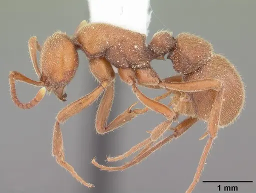 Proceratium creek - CASENT0104439