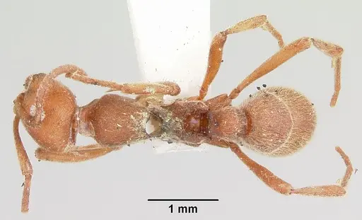 Proceratium creek - CASENT0105837