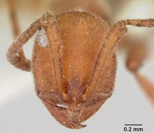 Proceratium creek - CASENT0105837