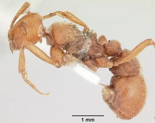 Proceratium creek - CASENT0105837