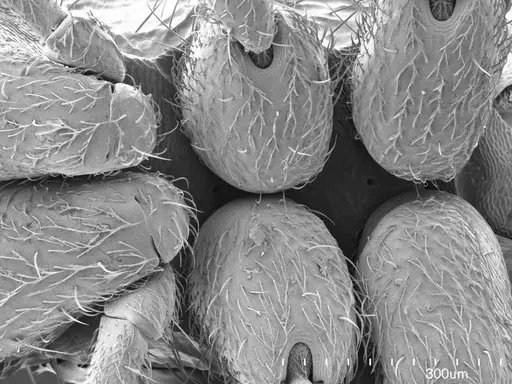 Proceratium croceum specimen