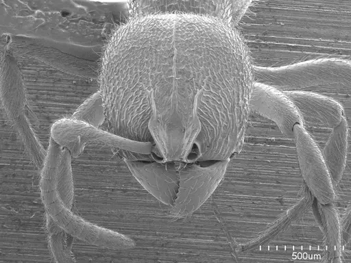 Proceratium croceum specimen