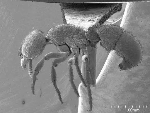 Proceratium croceum specimen