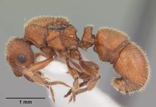 Proceratium croceum - CASENT0104440