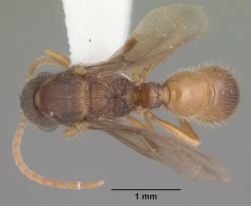 Proceratium croceum - CASENT0104441