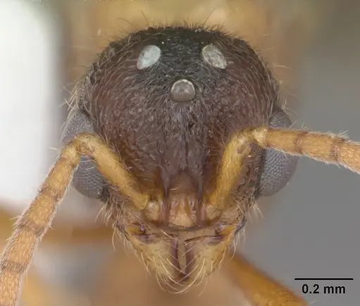 Proceratium croceum - CASENT0104441