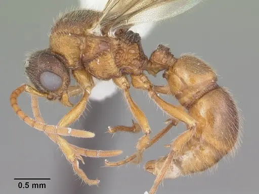 Proceratium croceum - CASENT0104441