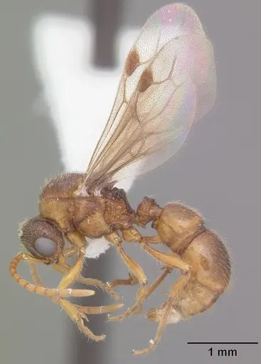 Proceratium croceum - CASENT0104441