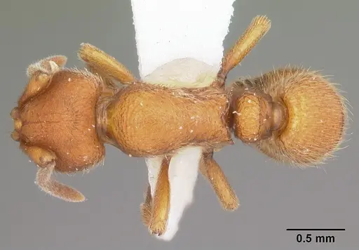 Proceratium croceum - CASENT0104442