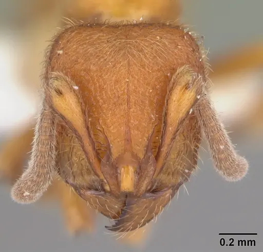 Proceratium croceum - CASENT0104442