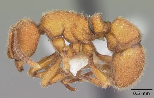 Proceratium croceum - CASENT0104442