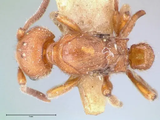 Proceratium croceum - FOCOL0927