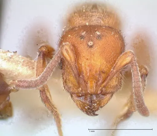 Proceratium croceum - FOCOL0927