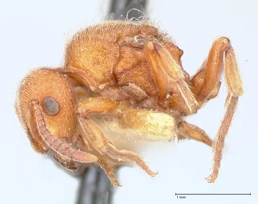 Proceratium croceum - FOCOL0927