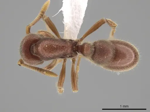 Proceratium cubanum specimen