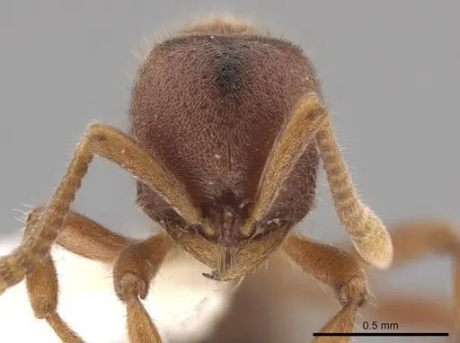 Proceratium cubanum specimen