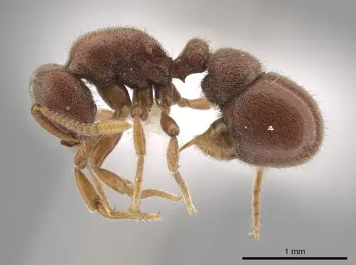 Proceratium cubanum specimen