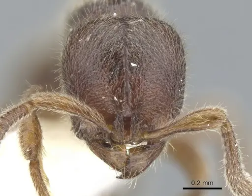 Proceratium dayak specimen